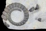 Three Devonian Ammonites (Anetoceras) with Four Trilobite Heads #87250-2